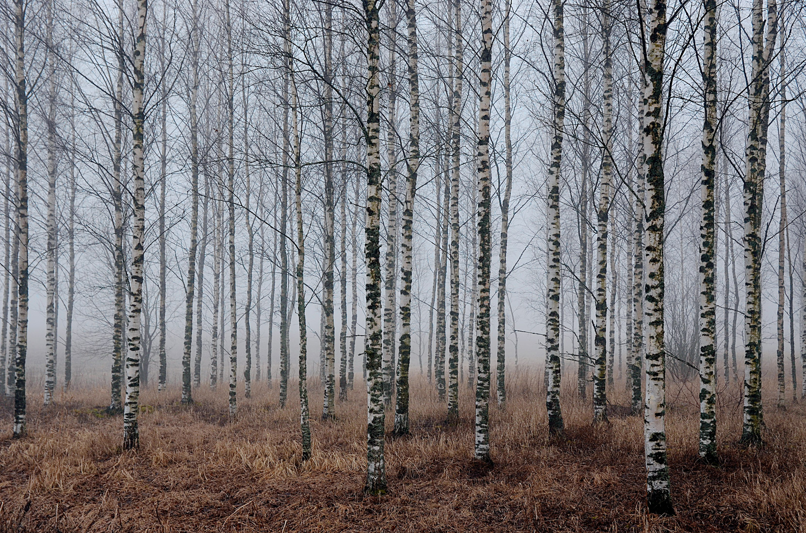 huhtikuu-koivikko-tainakaarto